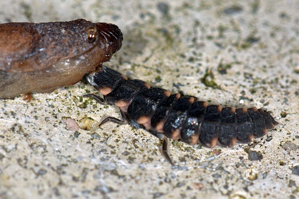 Lucciole predatrici:  Lampyris noctiluca